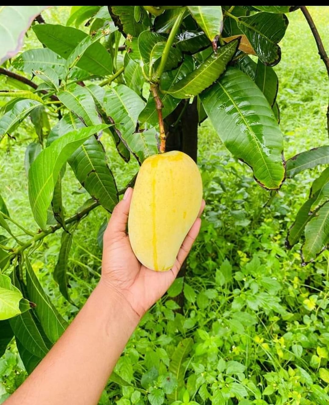 Mango (Baromashi)